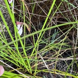 Eriochilus petricola at Bell, NSW - suppressed