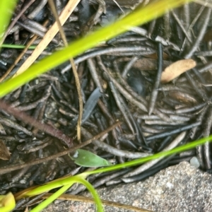 Eriochilus petricola at Bell, NSW - suppressed