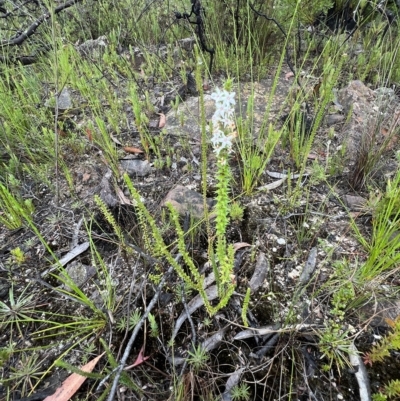 Epacris pulchella (Wallum Heath) at Bell, NSW - 4 Mar 2023 by JimL
