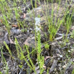 Epacris pulchella at Bell, NSW - 4 Mar 2023