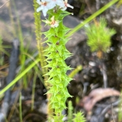 Epacris pulchella at Bell, NSW - 4 Mar 2023