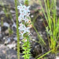 Epacris pulchella at Bell, NSW - 4 Mar 2023