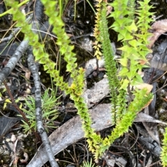 Epacris pulchella at Bell, NSW - 4 Mar 2023