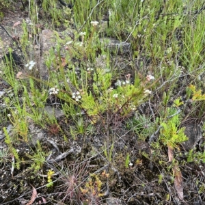 Platysace linearifolia at Bell, NSW - 4 Mar 2023