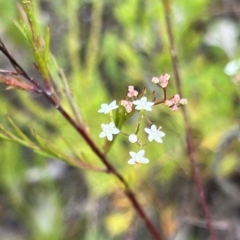 Platysace linearifolia at Bell, NSW - 4 Mar 2023