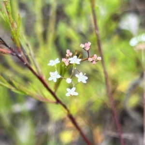 Platysace linearifolia at Bell, NSW - 4 Mar 2023 10:08 AM