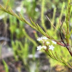 Platysace linearifolia at Bell, NSW - 4 Mar 2023