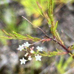 Platysace linearifolia at Bell, NSW - 4 Mar 2023 10:08 AM