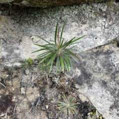 Unidentified Plant at Bell, NSW - 3 Mar 2023 by JimL