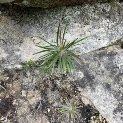 Unidentified Plant at Bell, NSW - 3 Mar 2023 by JimL