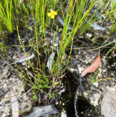 Goodenia bellidifolia subsp. bellidifolia (Daisy Goodenia) at Bell, NSW - 3 Mar 2023 by JimL