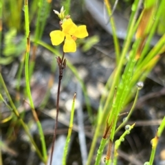 Goodenia bellidifolia subsp. bellidifolia at Bell, NSW - 4 Mar 2023