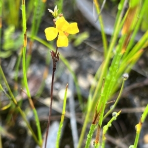 Goodenia bellidifolia subsp. bellidifolia at Bell, NSW - 4 Mar 2023 10:11 AM