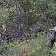 Menura novaehollandiae (Superb Lyrebird) at Mount Victoria, NSW - 4 Mar 2023 by JimL