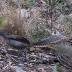 Menura novaehollandiae at Mount Victoria, NSW - 4 Mar 2023 05:28 PM