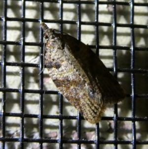 Meritastis laganodes at Charleys Forest, NSW - suppressed