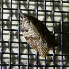 Meritastis laganodes (A Tortrix moth) at Charleys Forest, NSW - 9 Mar 2023 by arjay