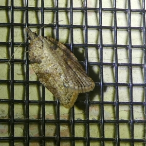 Meritastis laganodes at Charleys Forest, NSW - suppressed