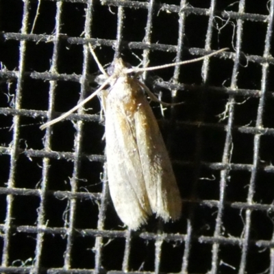 Lepidoptera unclassified ADULT moth (Unidentified - Moth) at QPRC LGA - 9 Mar 2023 by arjay