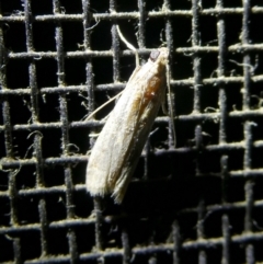 Lepidoptera unclassified ADULT moth at Charleys Forest, NSW - suppressed