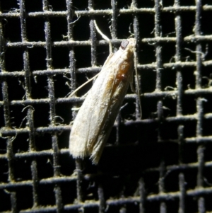 Lepidoptera unclassified ADULT moth at Charleys Forest, NSW - suppressed