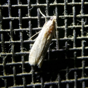 Lepidoptera unclassified ADULT moth at Charleys Forest, NSW - 9 Mar 2023