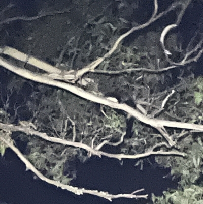 Petauroides volans (Greater Glider) at Mount Wilson, NSW - 4 Mar 2023 by JimL