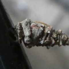 Psychidae (family) IMMATURE (Unidentified case moth or bagworm) at Mongarlowe River - 9 Mar 2023 by arjay