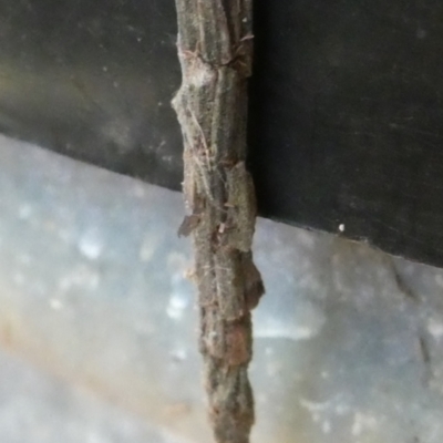 Lepidoscia (genus) IMMATURE (Unidentified Cone Case Moth larva, pupa, or case) at QPRC LGA - 9 Mar 2023 by arjay