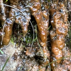 Unidentified Moulds at Blue Mountains National Park, NSW - 5 Mar 2023 by JimL