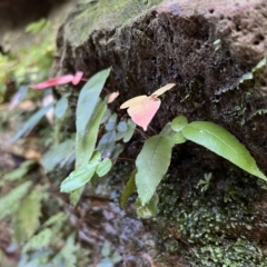 Blechnum sp. (A Hard Fern) at Blue Mountains National Park, NSW - 5 Mar 2023 by JimL