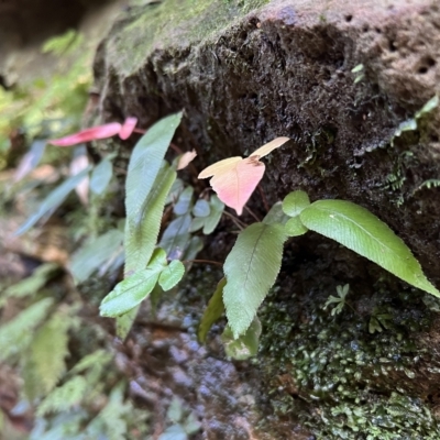 Blechnum sp. (A Hard Fern) at Blue Mountains National Park, NSW - 5 Mar 2023 by JimL