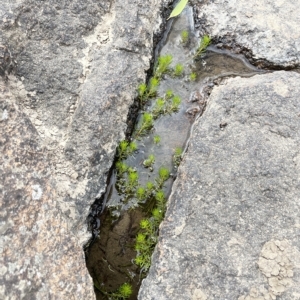 Myriophyllum variifolium at Larbert, NSW - 8 Mar 2023