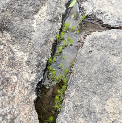 Myriophyllum variifolium (Varied Water-milfoil) at Larbert, NSW - 8 Mar 2023 by JaneR