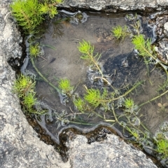 Myriophyllum variifolium at Larbert, NSW - 8 Mar 2023