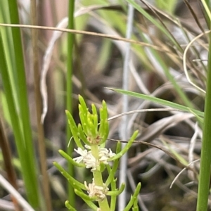 Myriophyllum variifolium at Larbert, NSW - 8 Mar 2023 03:24 PM