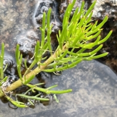 Myriophyllum variifolium at Larbert, NSW - 8 Mar 2023