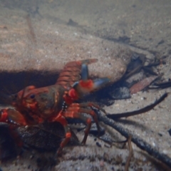 Euastacus spinifer (Giant Spiny Crayfish, Sydney Crayfish) at Blue Mountains National Park - 5 Mar 2023 by JimL