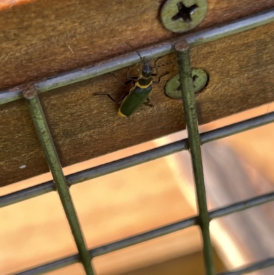 Chauliognathus lugubris (Plague Soldier Beetle) at Holt, ACT - 11 Mar 2023 by JimL