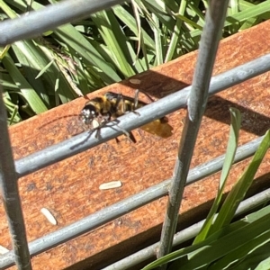 Chauliognathus lugubris at Holt, ACT - suppressed