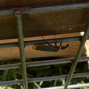 Chauliognathus lugubris at Holt, ACT - suppressed