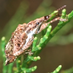 Cyrotyphus blandus at suppressed - 10 Mar 2023