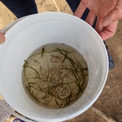 Gambusia holbrooki (Gambusia, Plague minnow, Mosquito fish) at Watson Green Space - 4 Mar 2023 by AniseStar