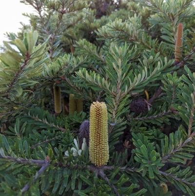 Banksia marginata (Silver Banksia) at Watson, ACT - 5 Mar 2023 by AniseStar