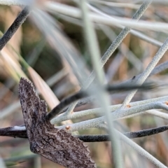 Poecilasthena (genus) (A looper moth) at Watson, ACT - 13 Jan 2023 by AniseStar