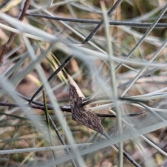 Poecilasthena (genus) at Watson, ACT - 13 Jan 2023 06:24 PM