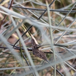 Poecilasthena (genus) at Watson, ACT - 13 Jan 2023 06:24 PM