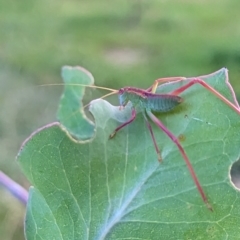 Unidentified Katydid (Tettigoniidae) at Watson, ACT - 13 Jan 2023 by AniseStar