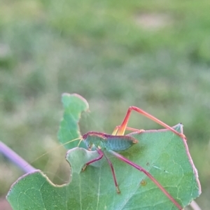 Caedicia simplex at Watson, ACT - 13 Jan 2023