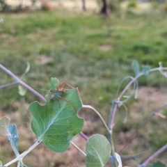 Caedicia simplex at Watson, ACT - 13 Jan 2023